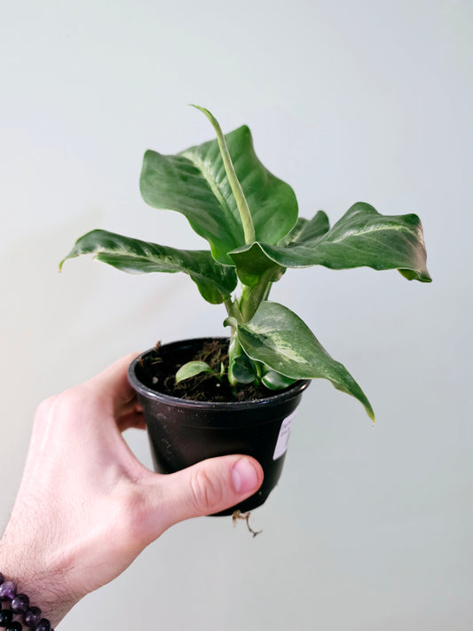 Dieffenbachia 'Panther' 4"