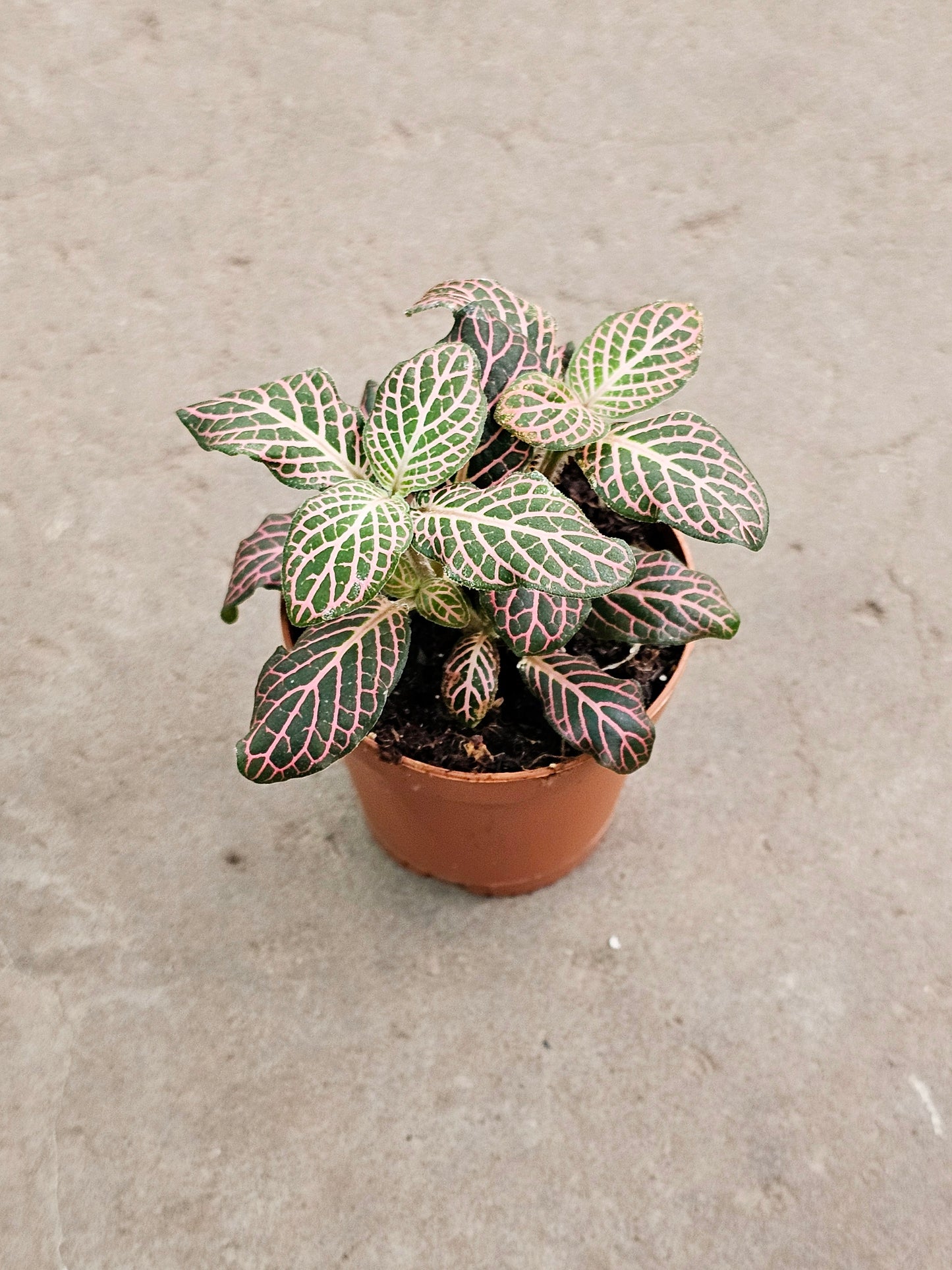 SAAM Auction - Fittonia Collector's Starter Pack