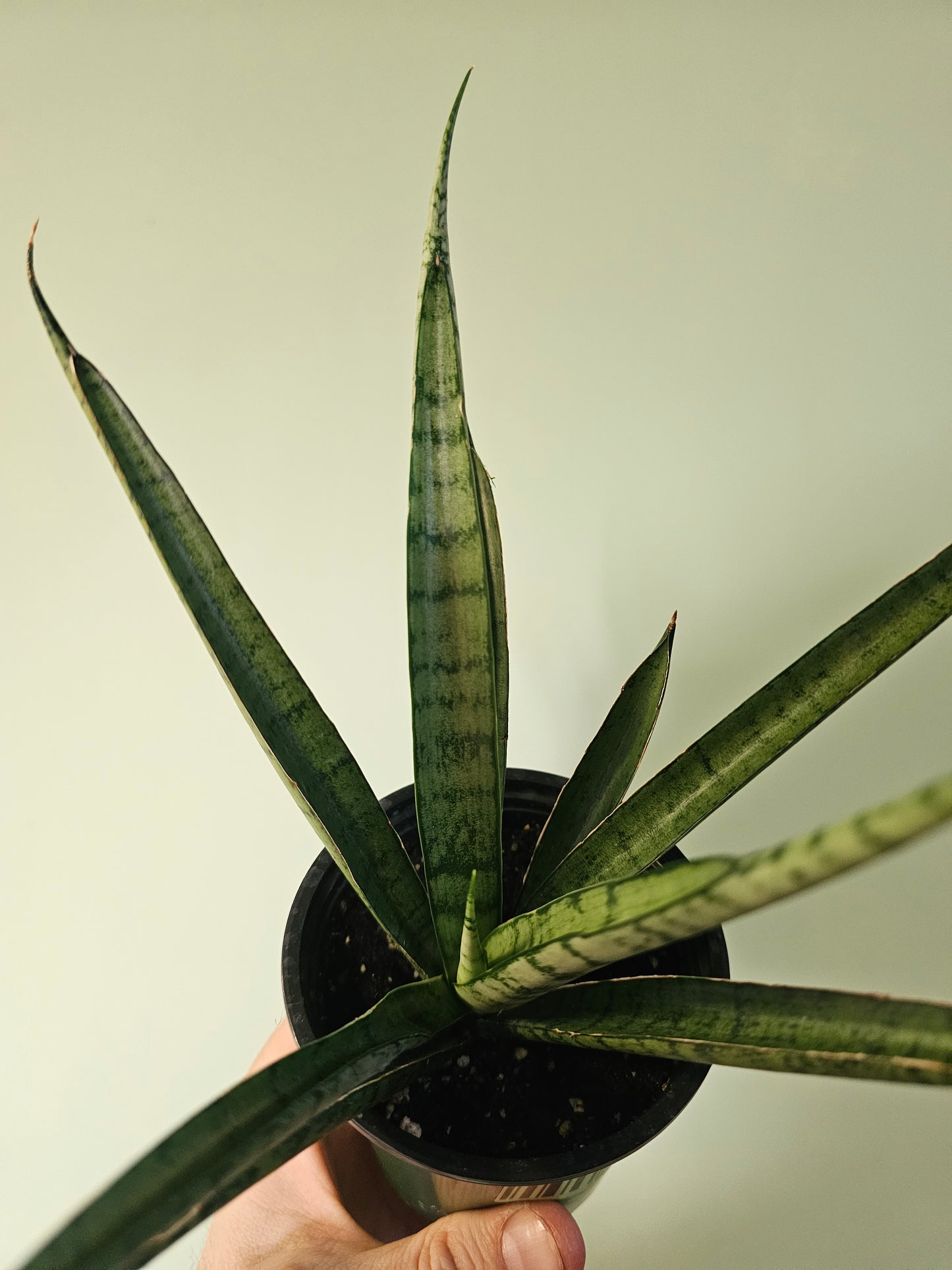 Sansevieria 'Pineapple' 3.5"