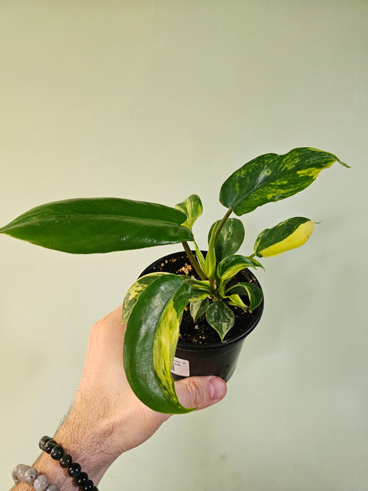 Philodendron 'Florida Beauty' 4"