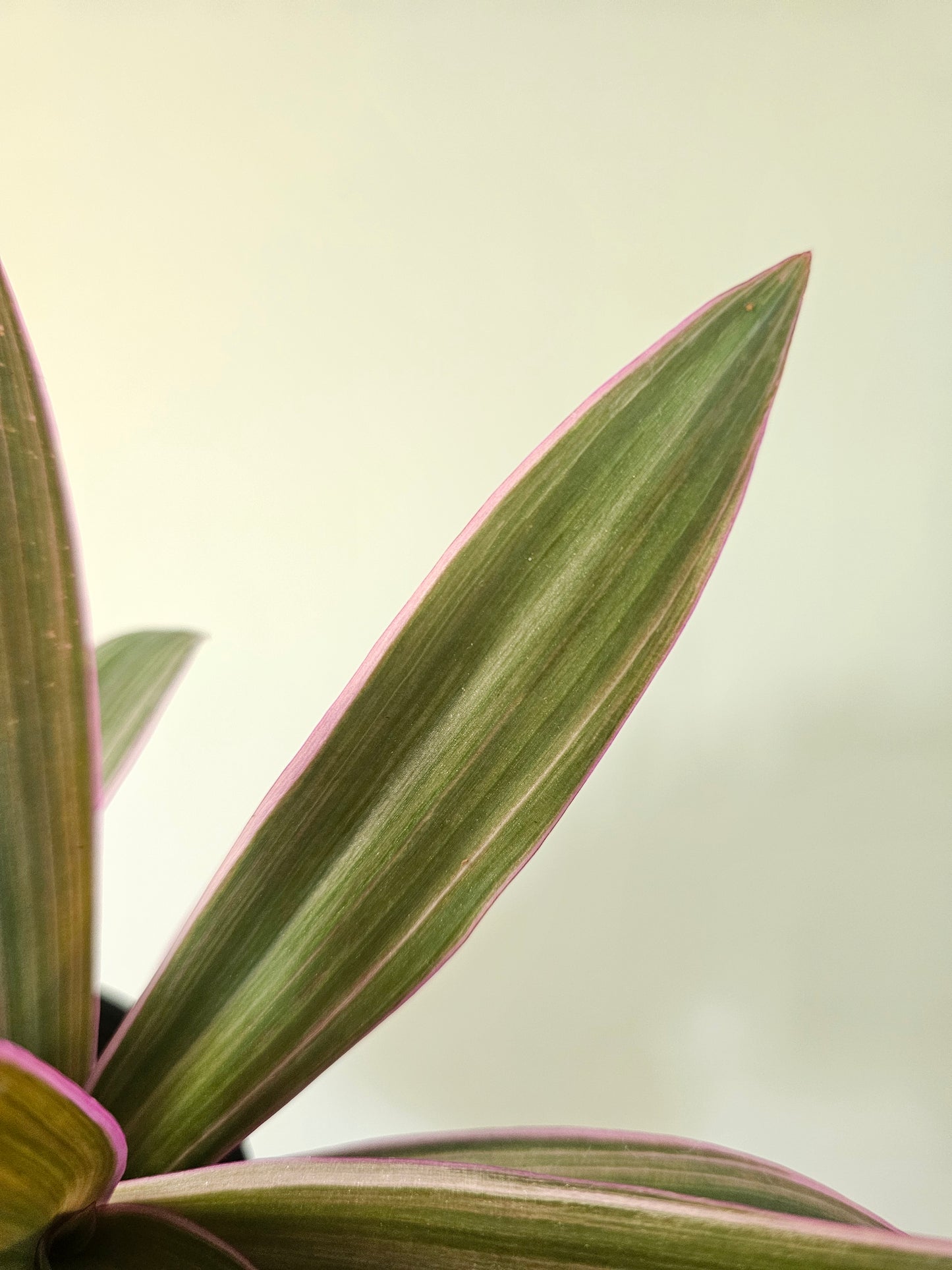 Tradescantia spathaea 'Tricolor' 3.5"