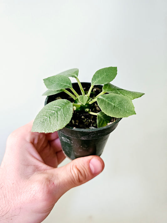 Dorstenia foetida ssp. 3"