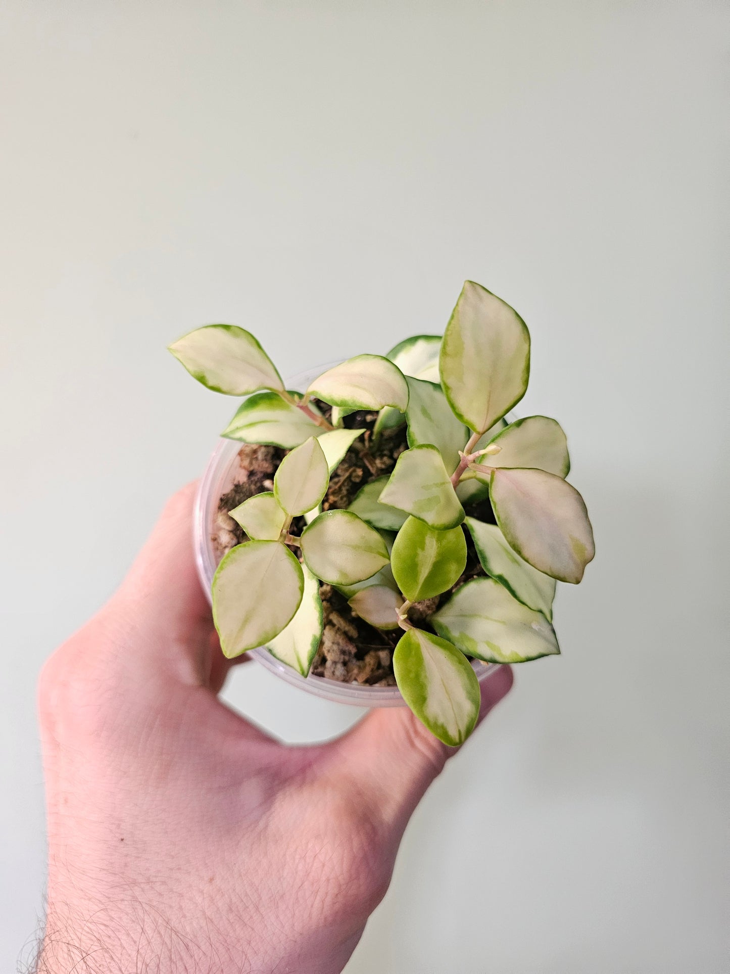 Hoya heuschkeliana Variegated 3"
