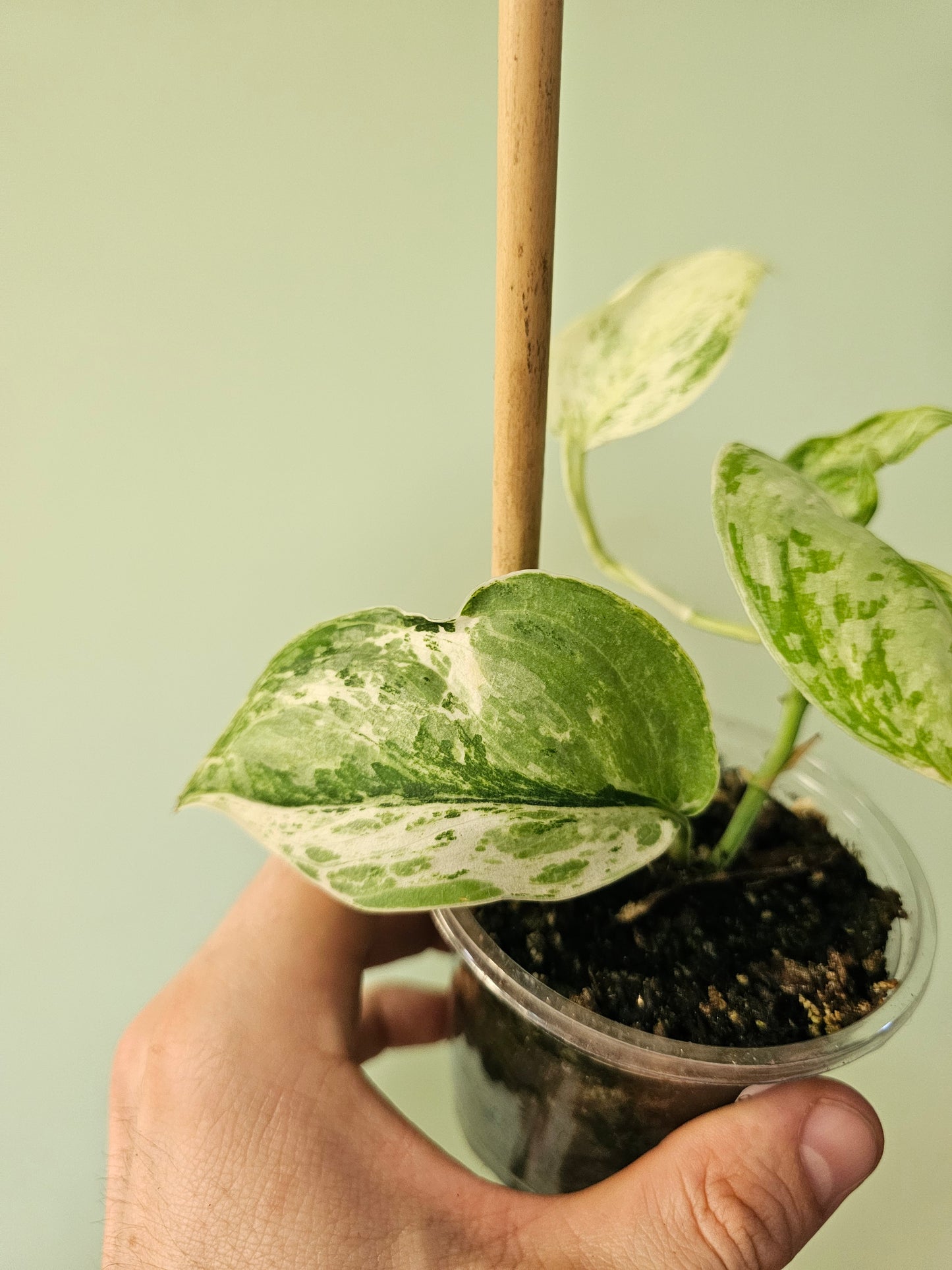Scindapsus 'Peasun' 3.5"