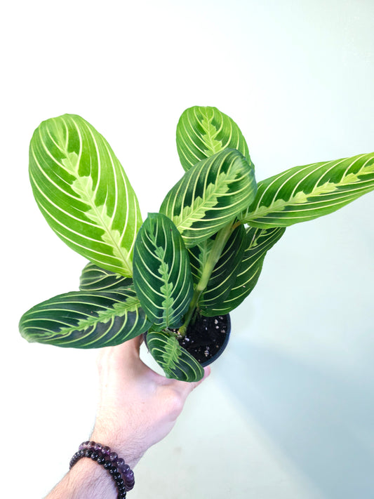 Maranta leuconeura 'Lemon Lime' 3.5"