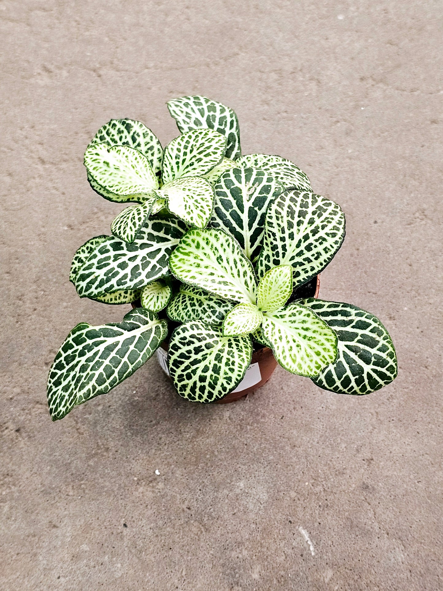SAAM Auction - Fittonia Collector's Starter Pack
