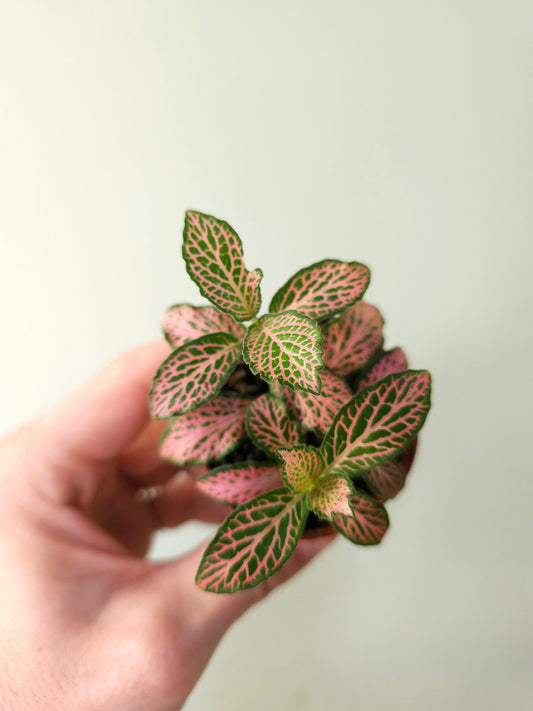 Fittonia albivenis 'Pink Forest Flame' 2"