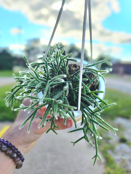 Rhipsalis pilocarpa 4.5" HB