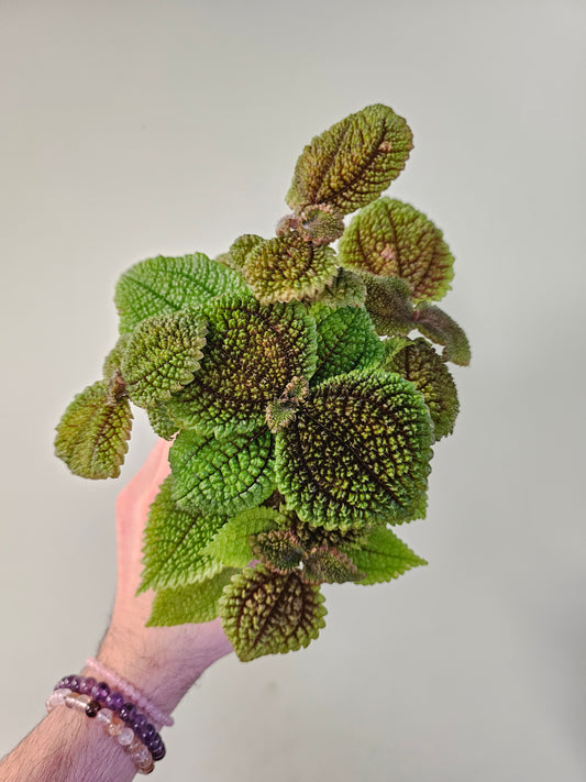 Pilea mollis 'Moon Valley' 4"