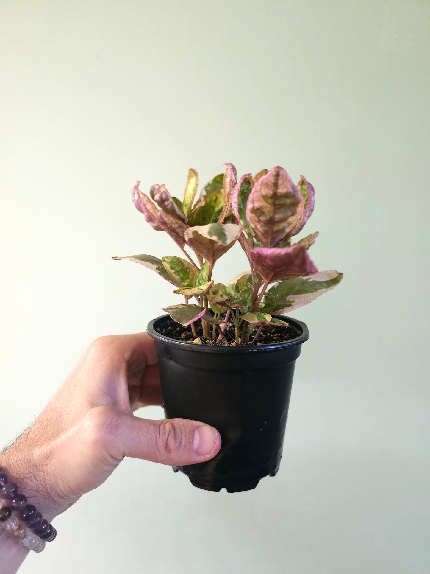 Hemigraphis alternata 'Snow White' 4"