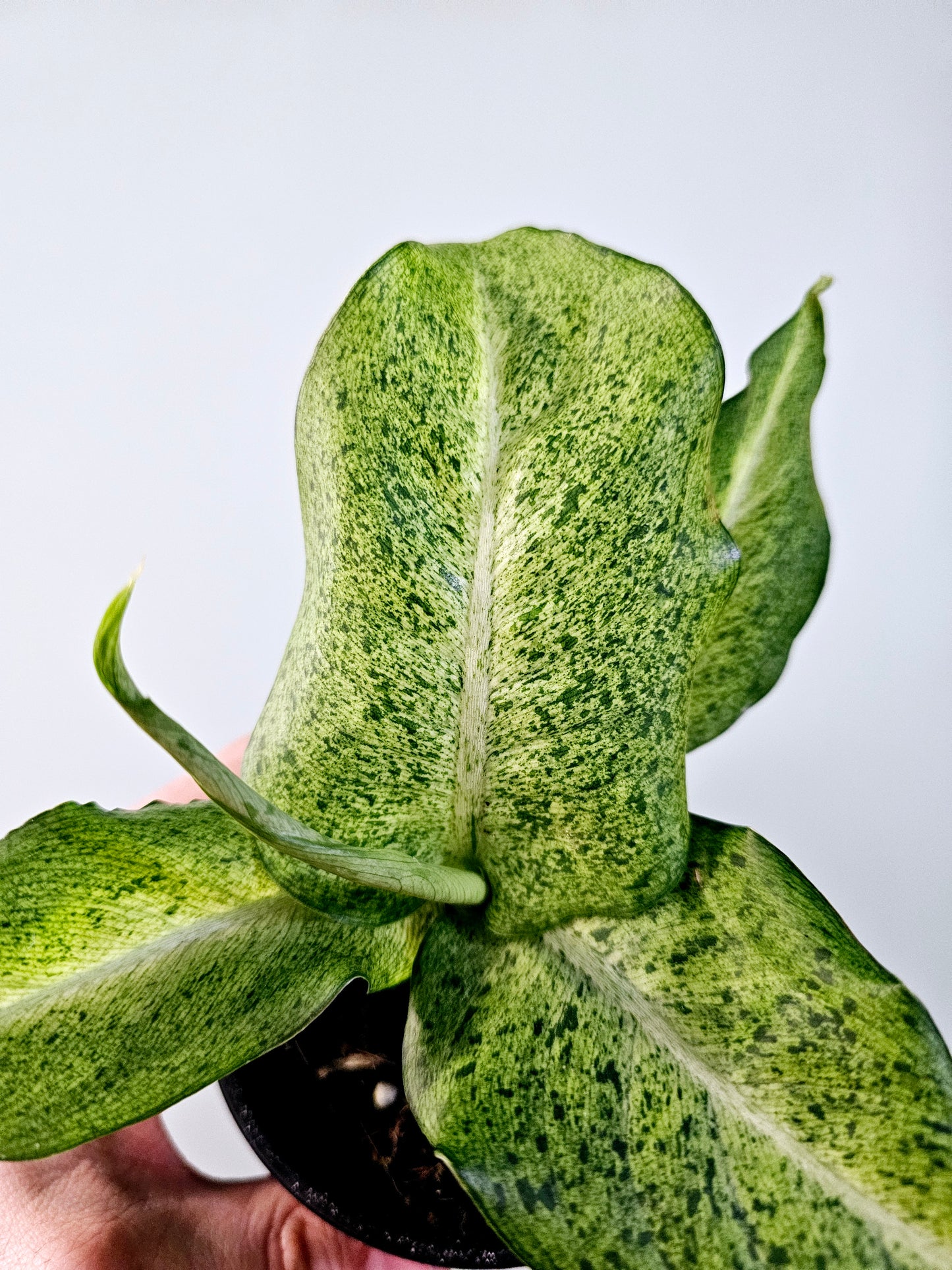 Dieffenbachia 'Camouflage' 4"