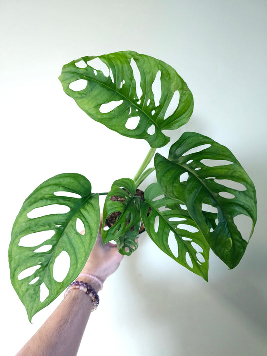 Monstera 'Esqueleto' 4"