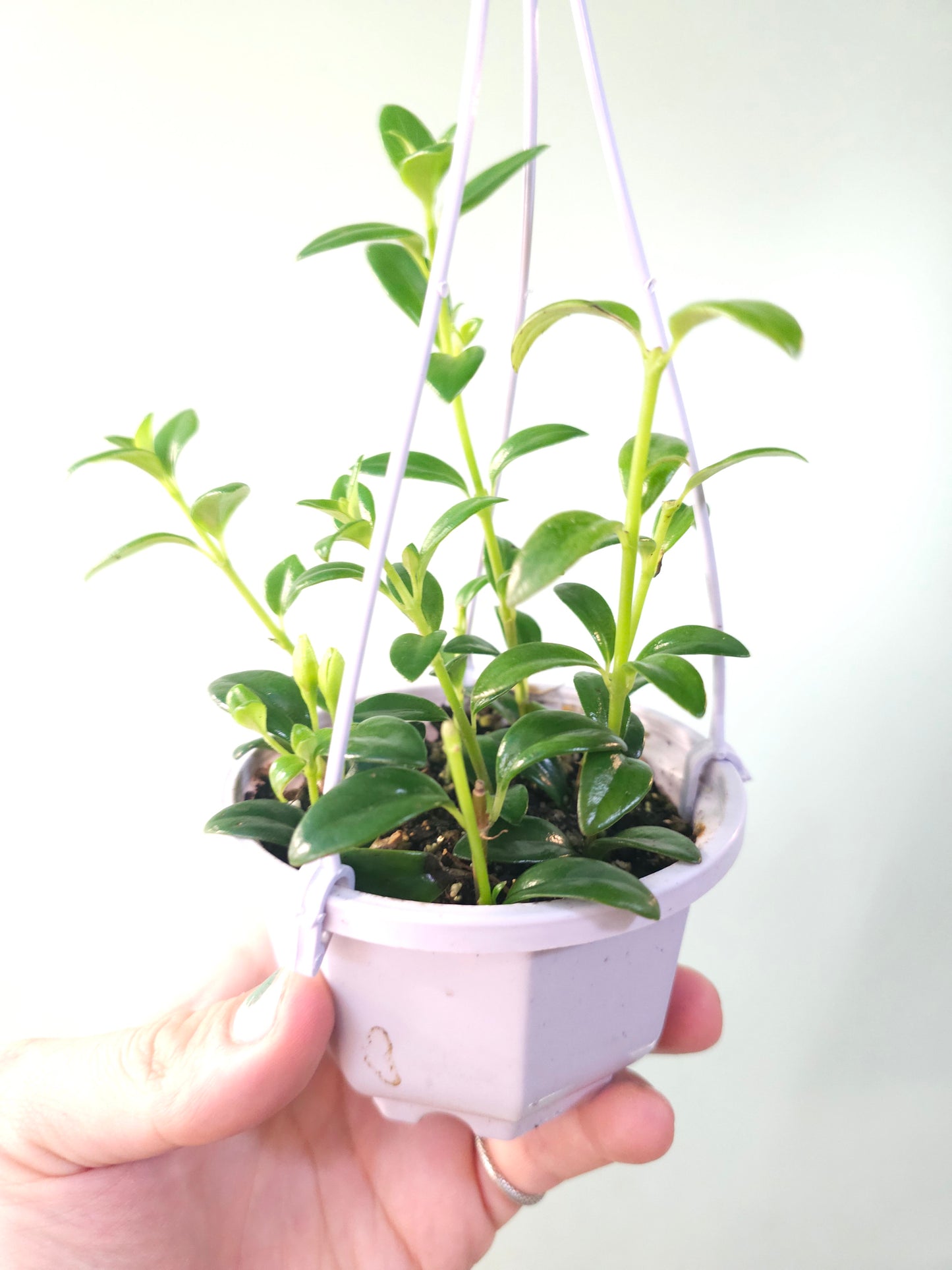 Nematanthus gregarius "Goldfish Plant" 4" HB