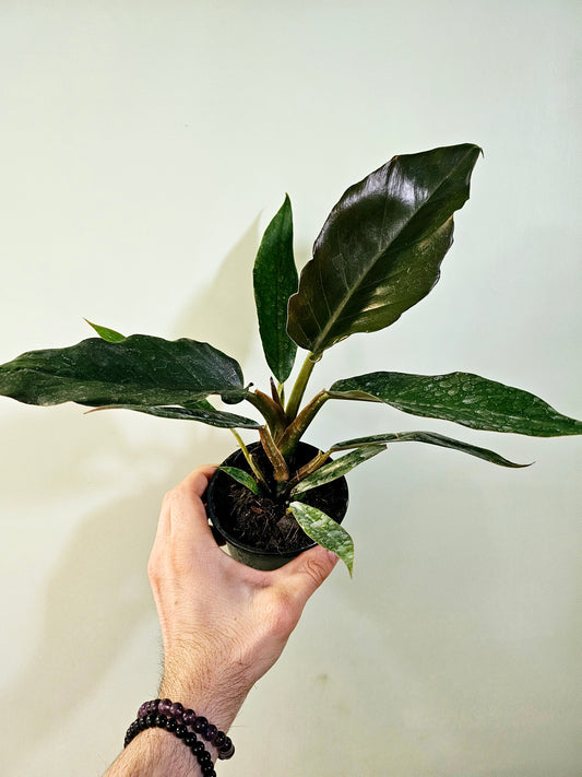 Philodendron 'Pluto' 4"