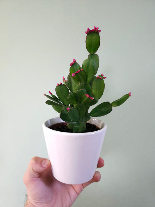 Rhipsalidopsis gaertneri "Spring/Easter Cactus" 4"