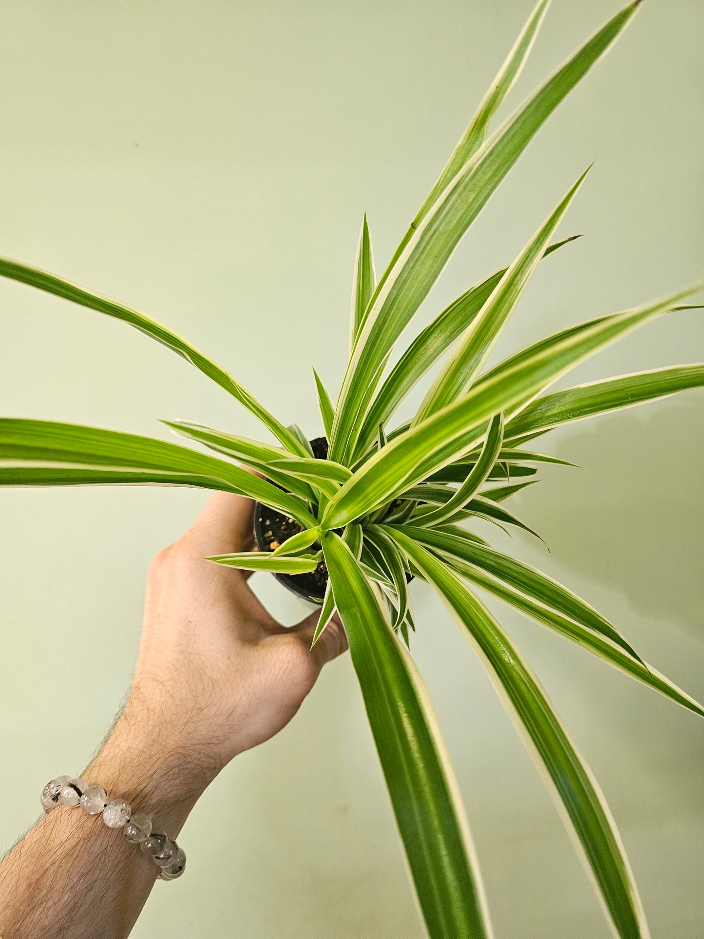 Chlorophytum comosum 'Variegatum' Reverse Variegated Spider Plant 3.5"