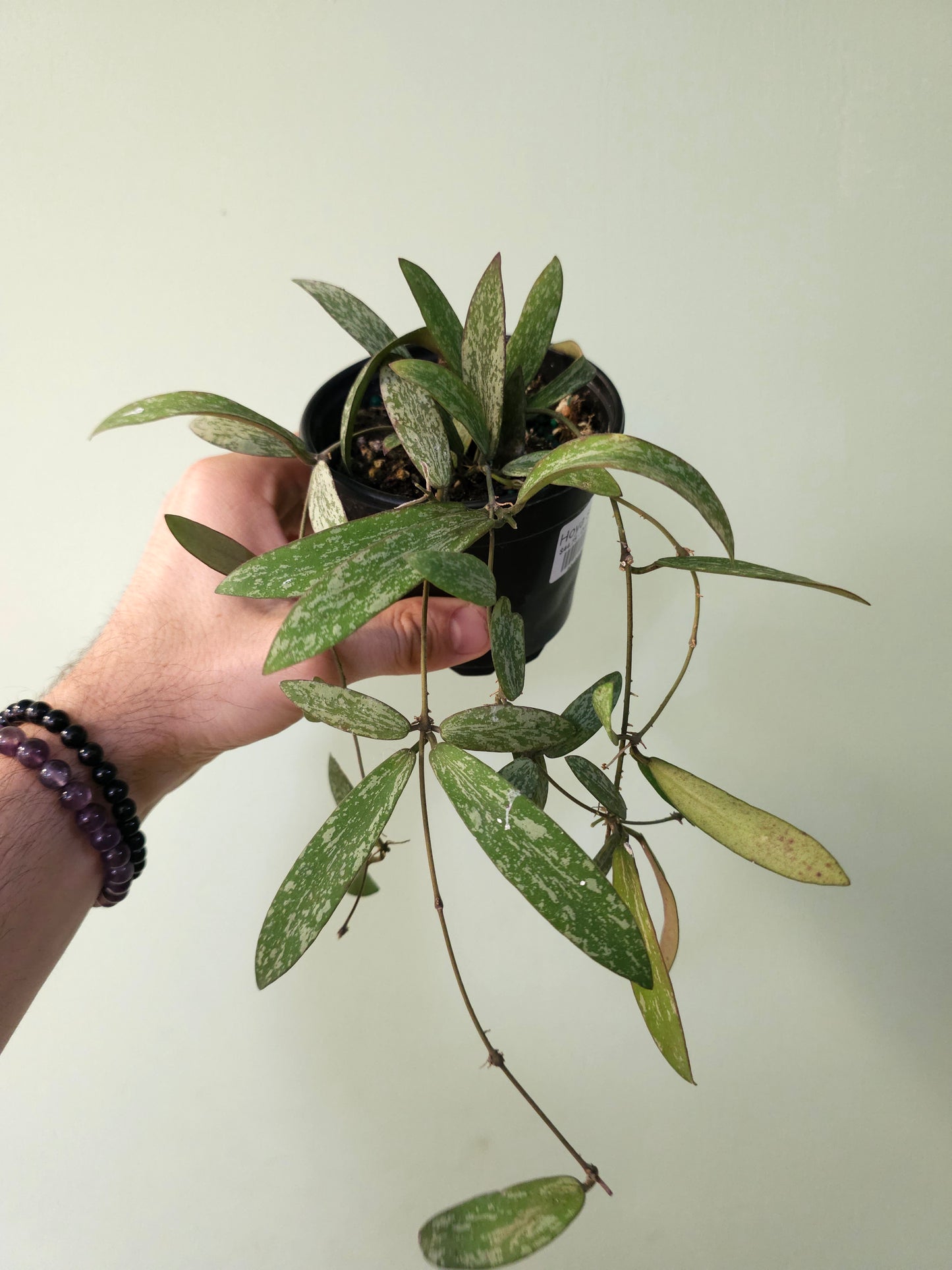 Hoya sigillatis 4"