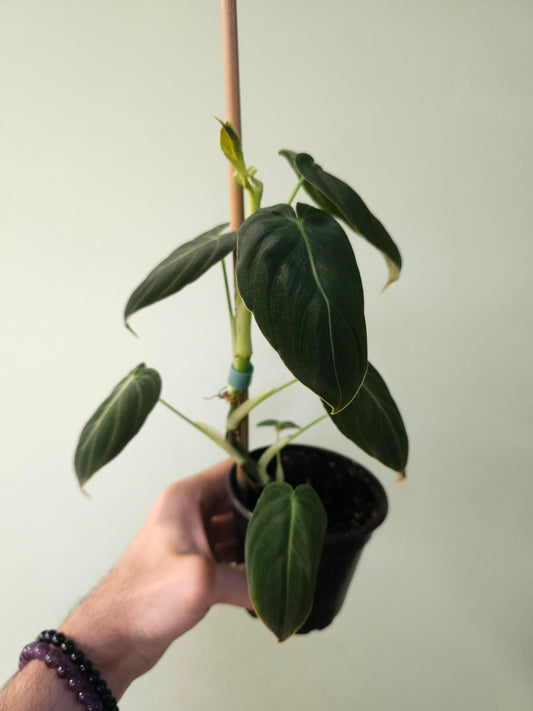 Philodendron melanochrysum 4"