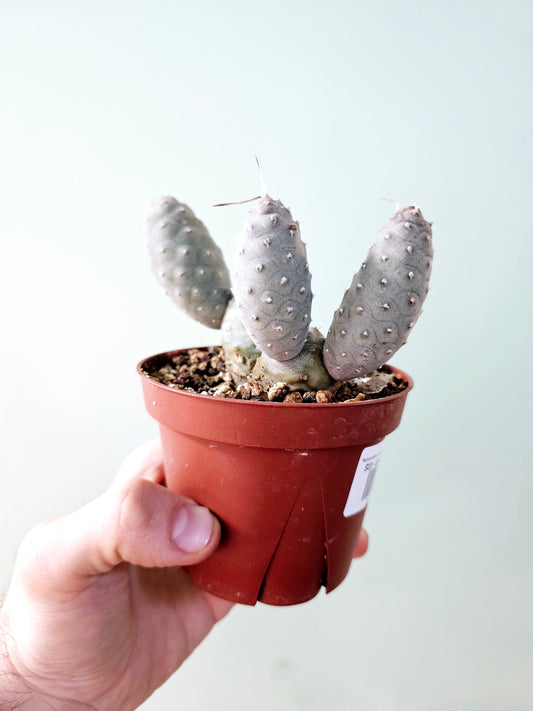 Tephrocactus articulatus var. inermis "Pine Cone Cactus" 4" Multi