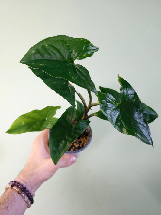 Syngonium podophyllum 4"