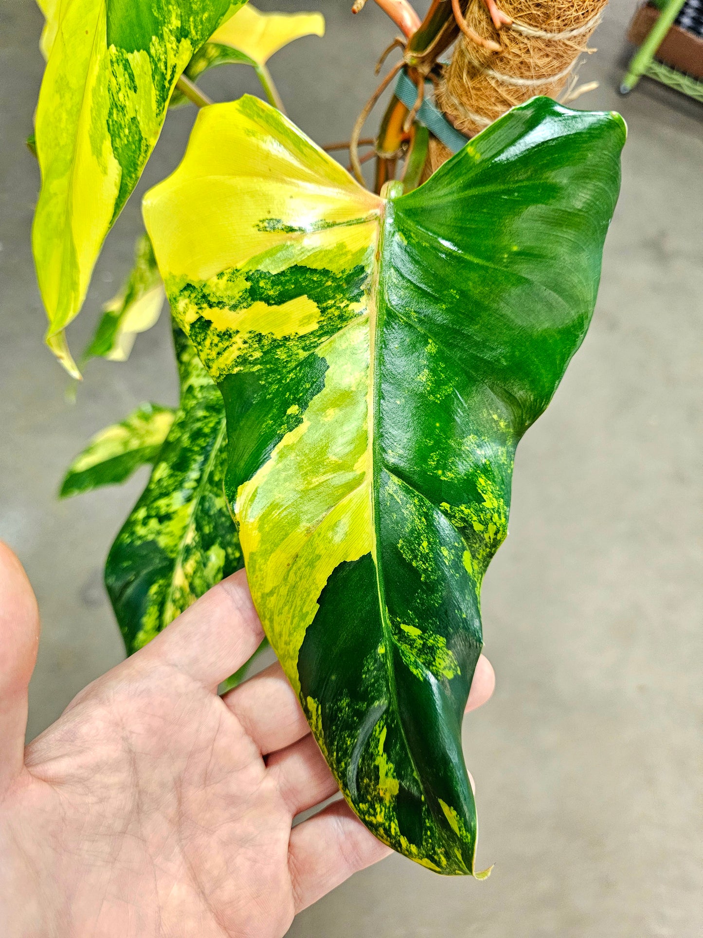 SAAM Auction - XXL Variegated Philodendron Domesticum