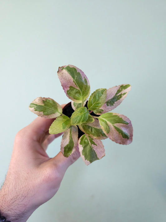 Hemigraphis alternata 'Snow White' 2"