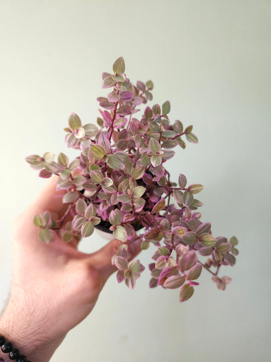 Callisia repens 'Rosato' "Pink Panther" 2.5"
