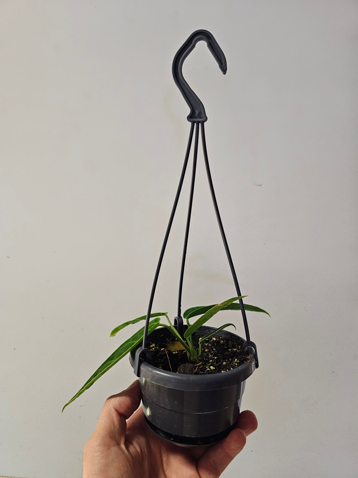 Anthurium warocqueanum "Queen Anthurium" 4" HB