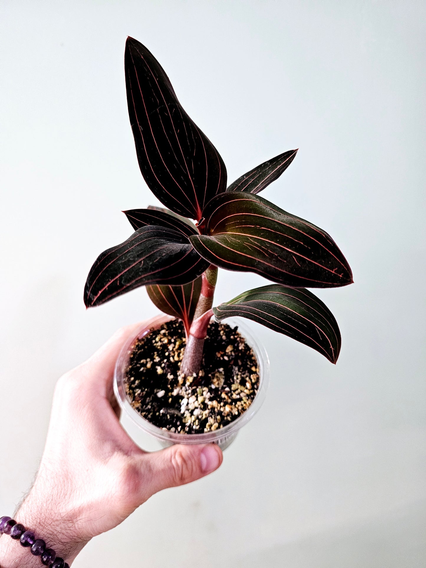 Ludisia discolor "Black Jewel Orchid" 4"