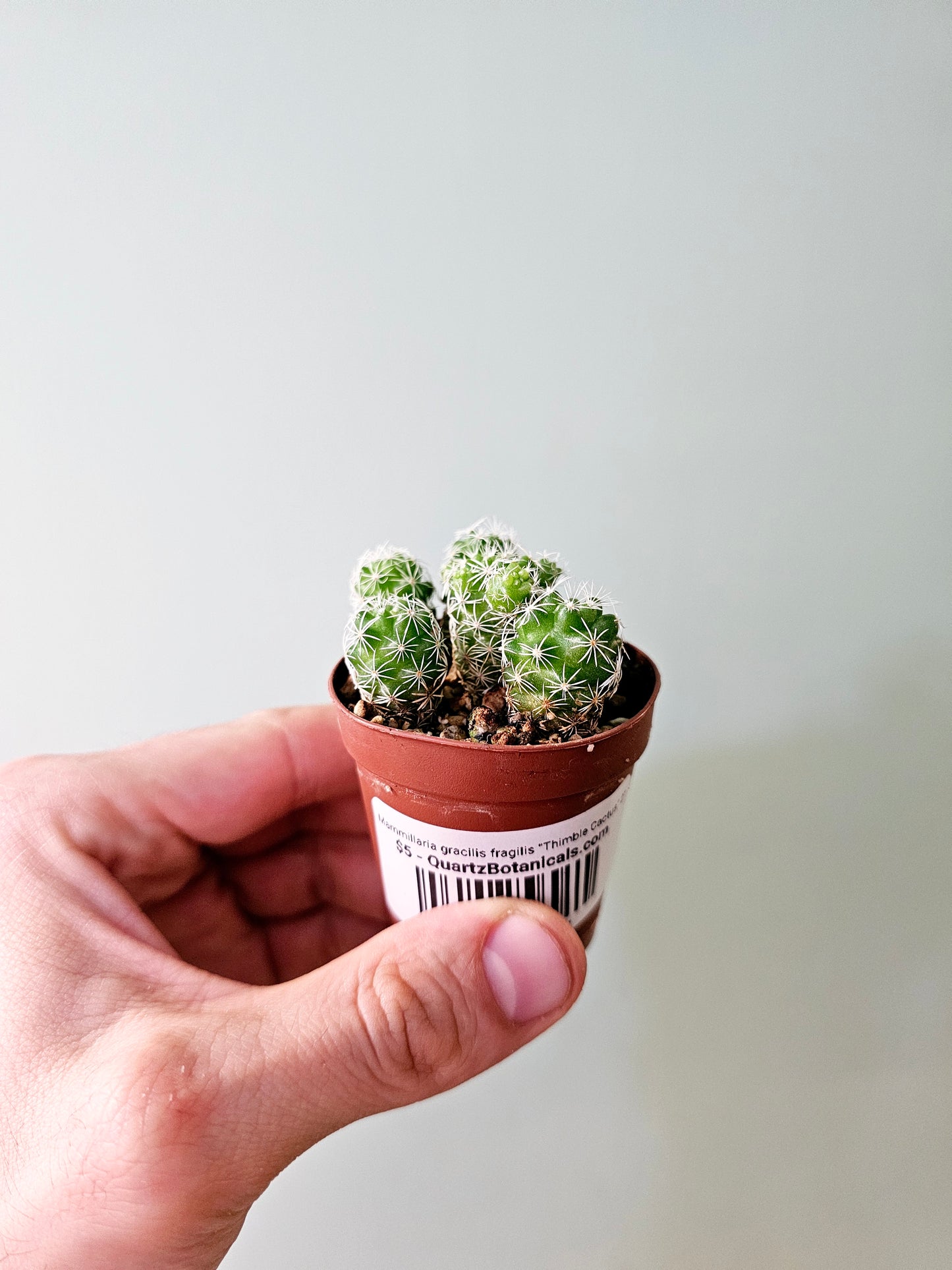 Mammillaria gracilis fragilis "Thimble Cactus" 2"