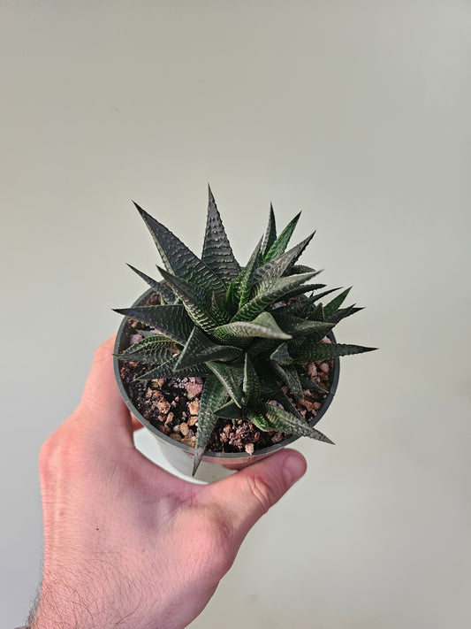 Haworthiopsis limifolia "Fairy Washboard" 4"