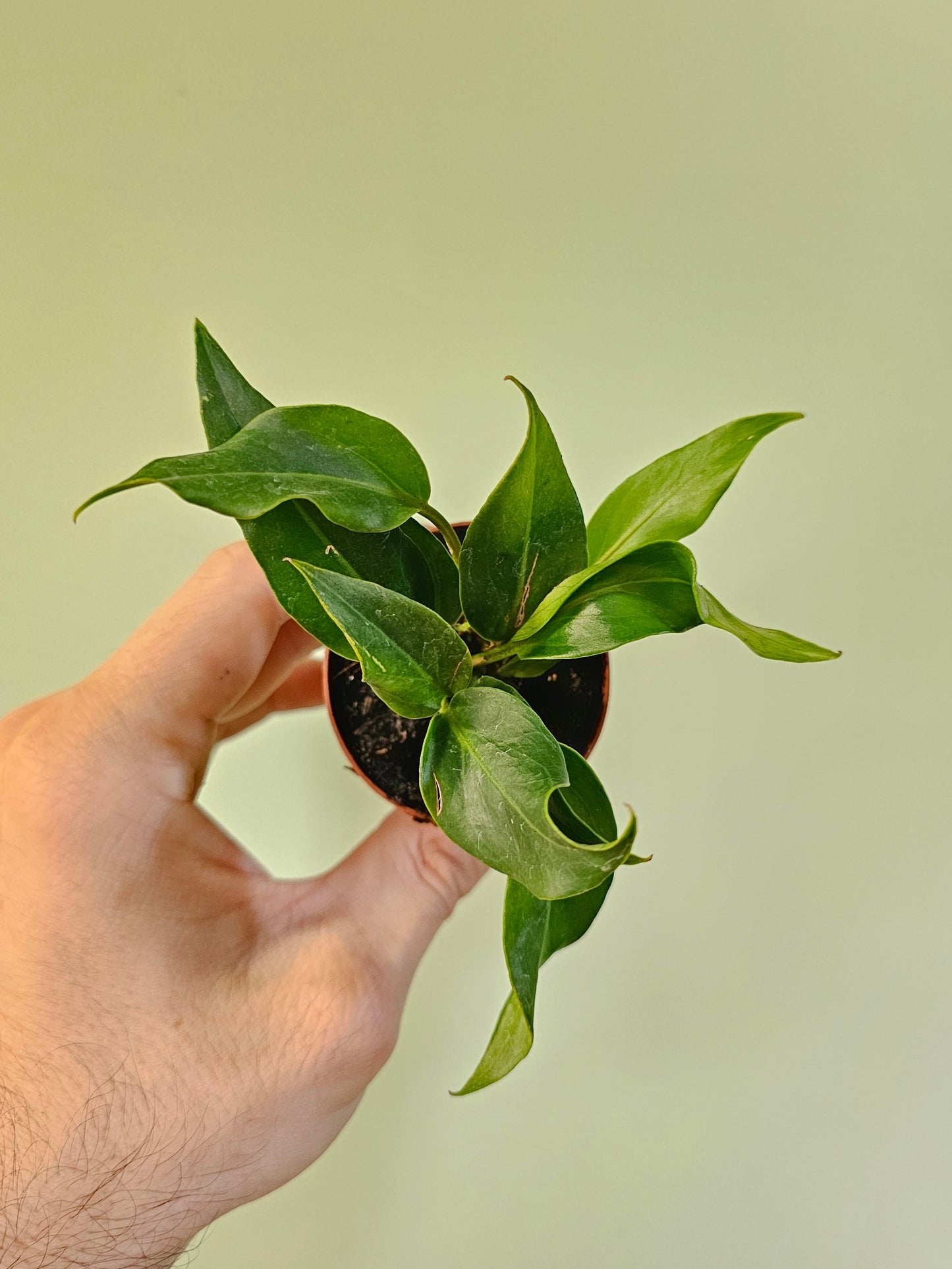 Anthurium plowmanii 2"