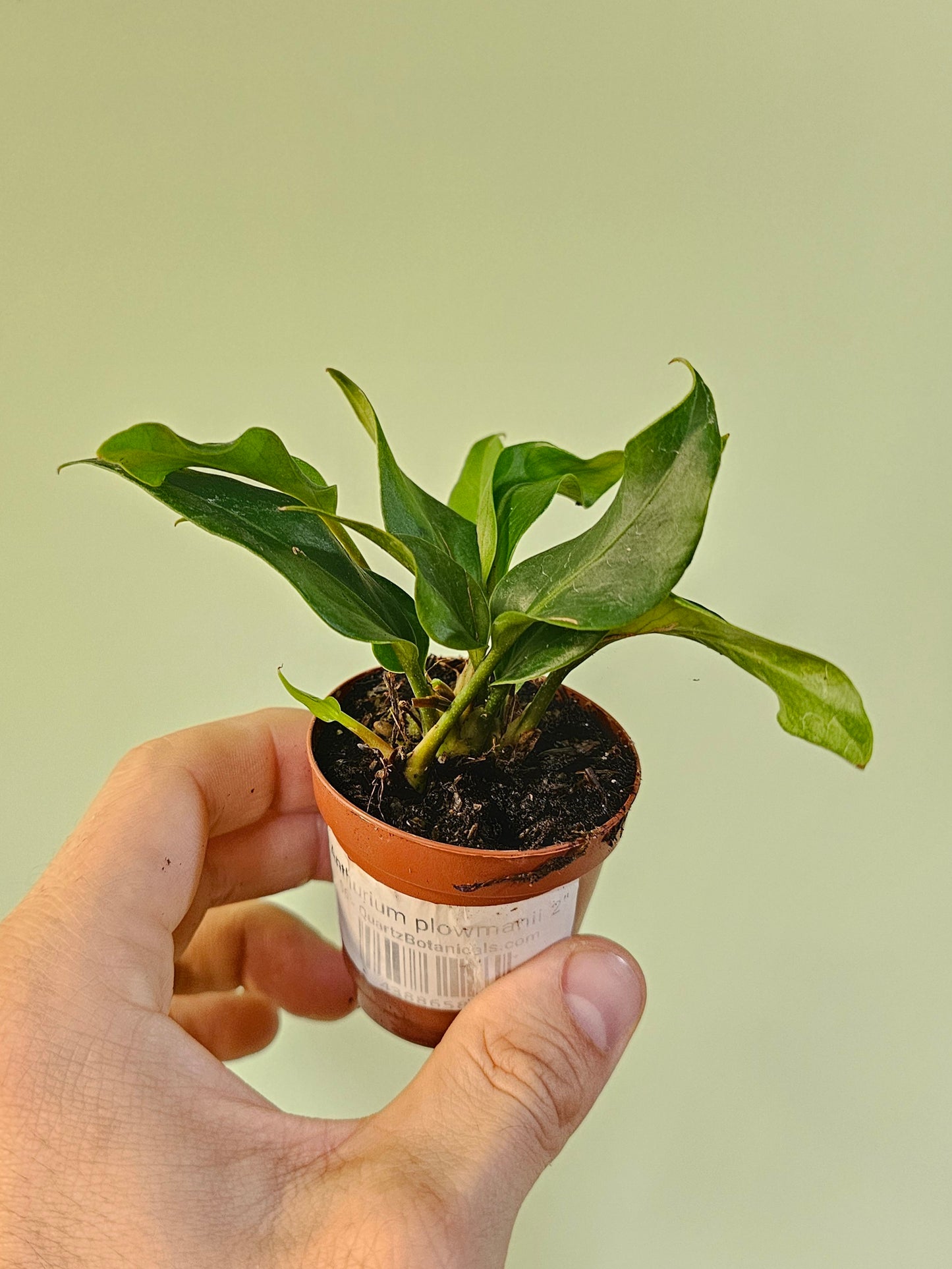 Anthurium plowmanii 2"