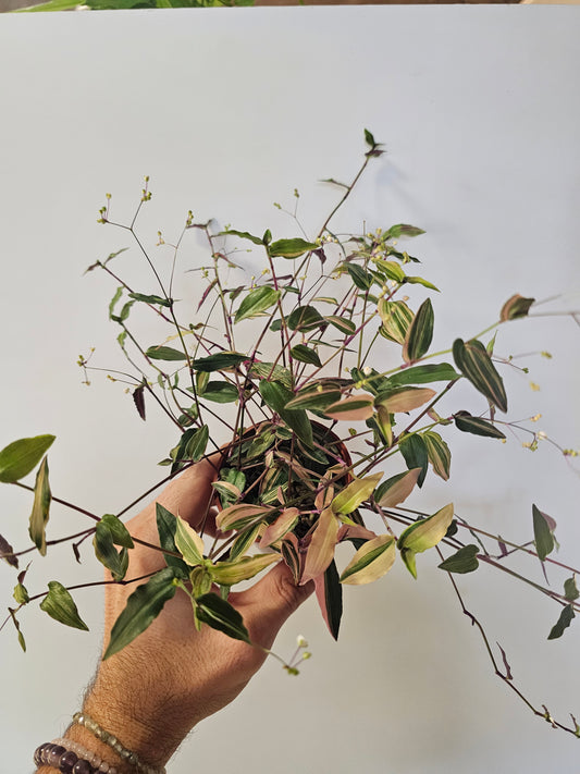 Gibasis pellucida 'Tricolor' "Variegated Bridal Veil" 3"