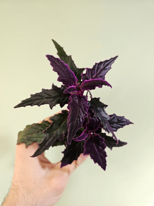 Gynura aurantiaca "Purple Passion" 2"