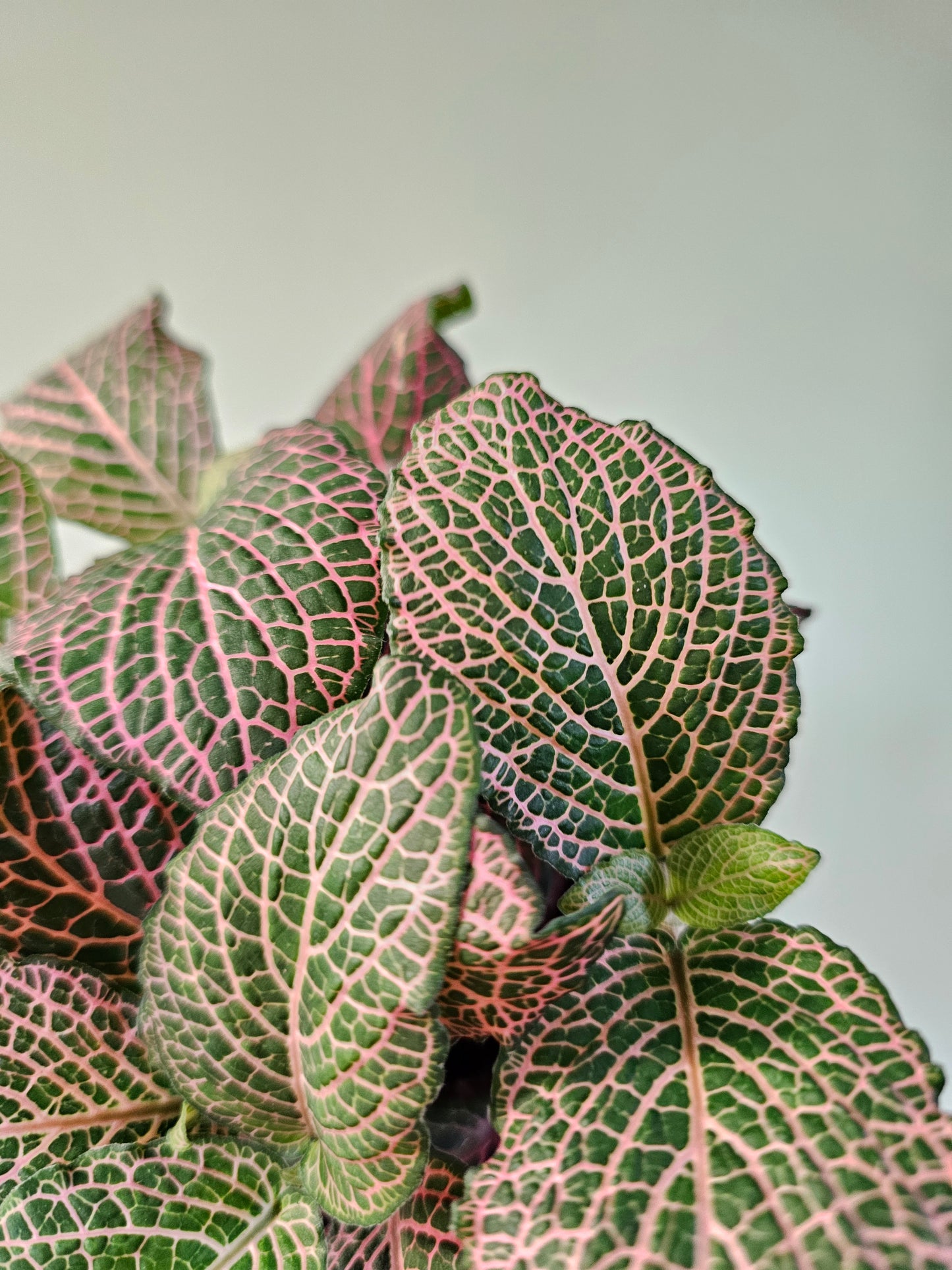 Fittonia albivenis 'Mistral' 4"