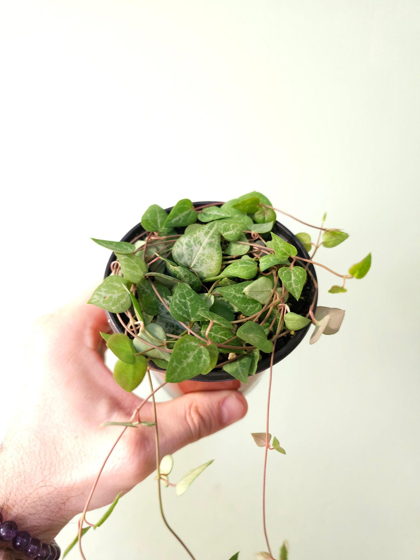 Ceropegia woodii 'String of Arrows' 4" (Spades)