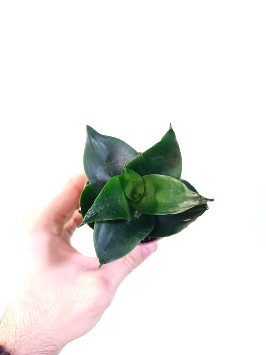 Sansevieria hahnii 'Black' 3"