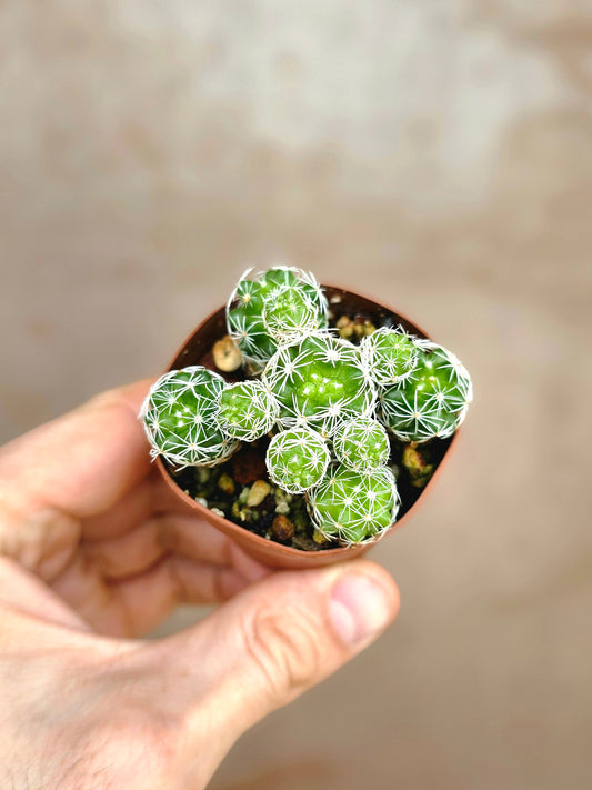 Mammillaria gracilis fragilis "Thimble Cactus" 2"