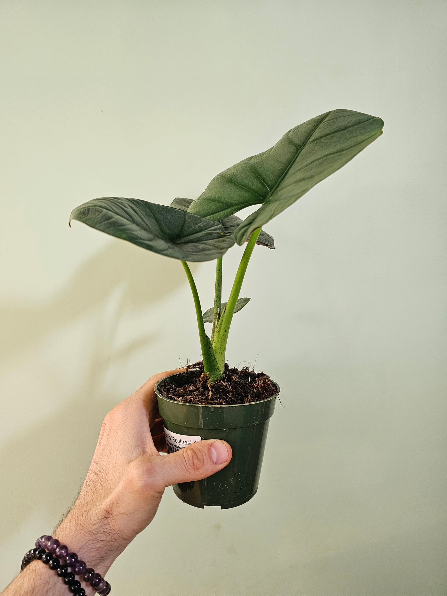 Alocasia 'Reginae' 4"