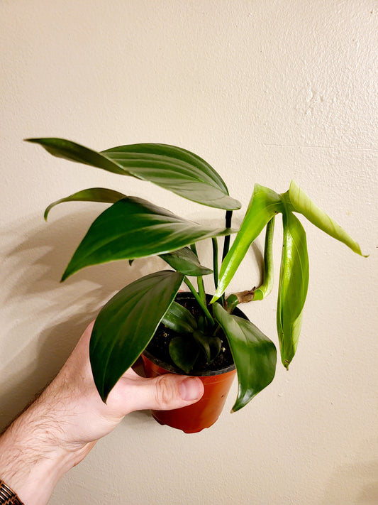 Rhaphidophora decursiva "Dragon's Tail" 4"
