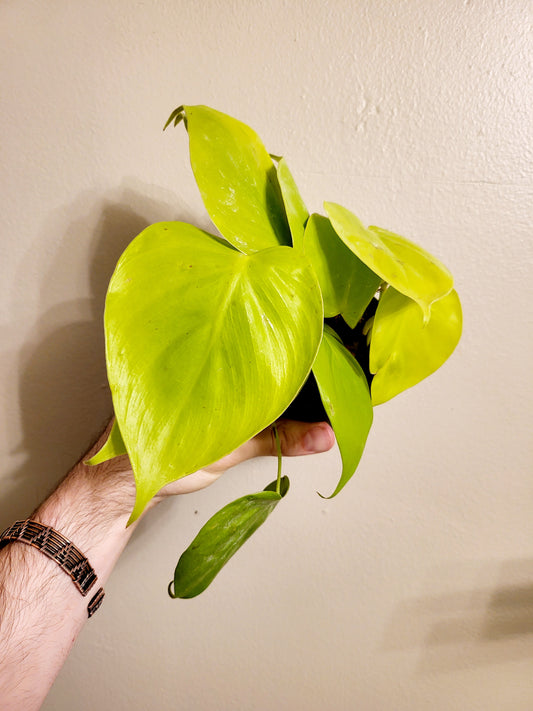 Philodendron hederaceum 'Lemon Lime' Neon 4"