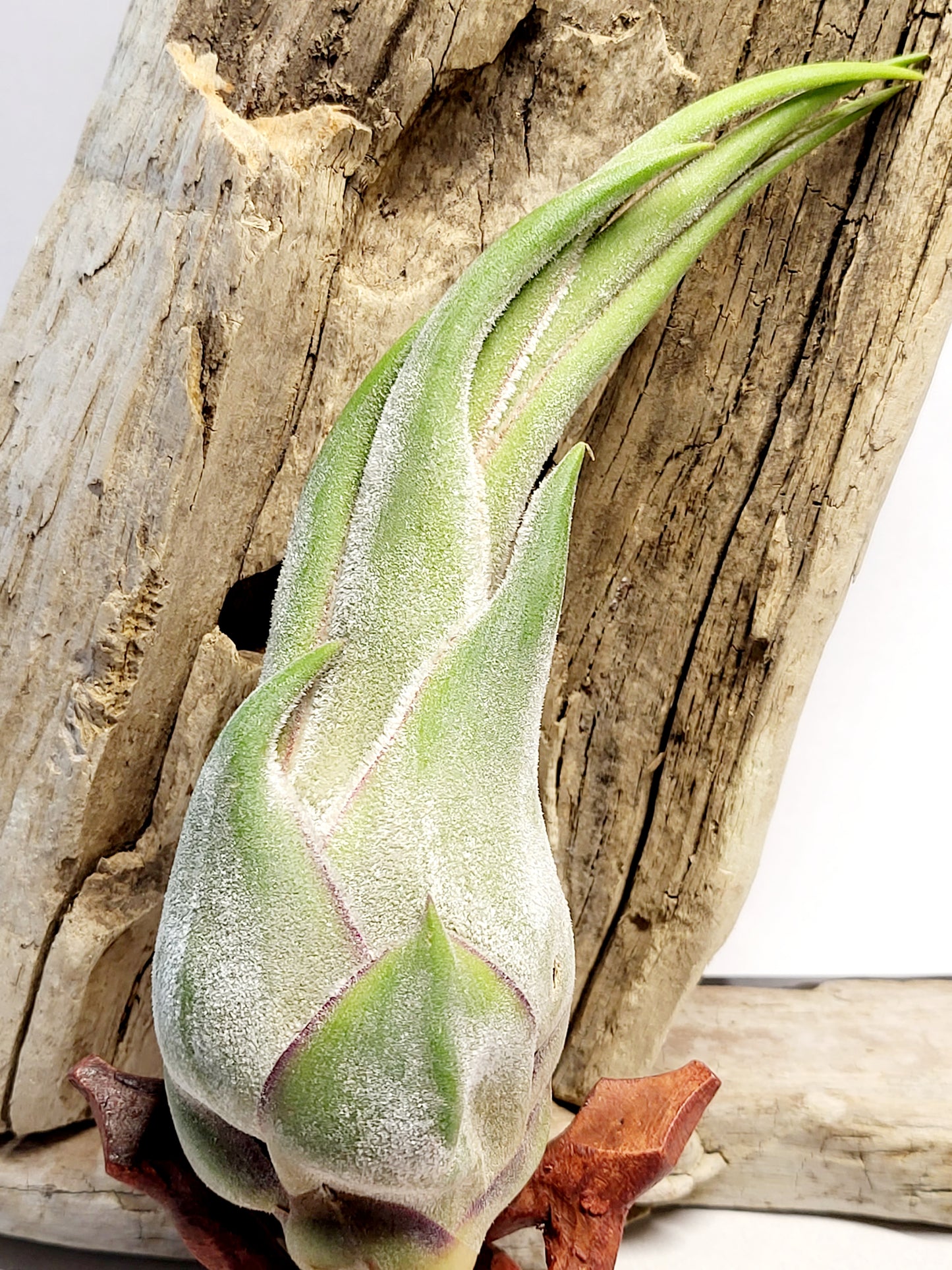 Tillandsia Seleriana Air Plant