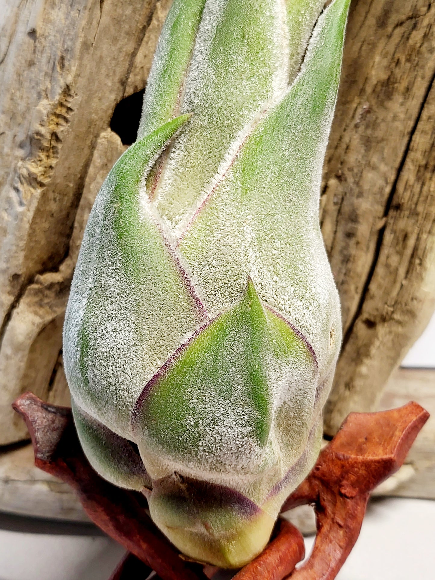 Tillandsia Seleriana Air Plant