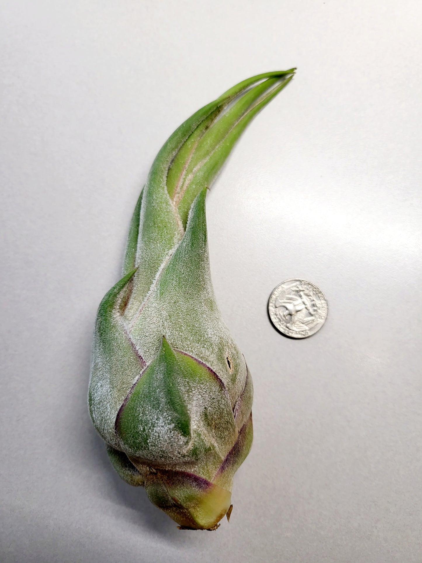 Tillandsia Seleriana Air Plant