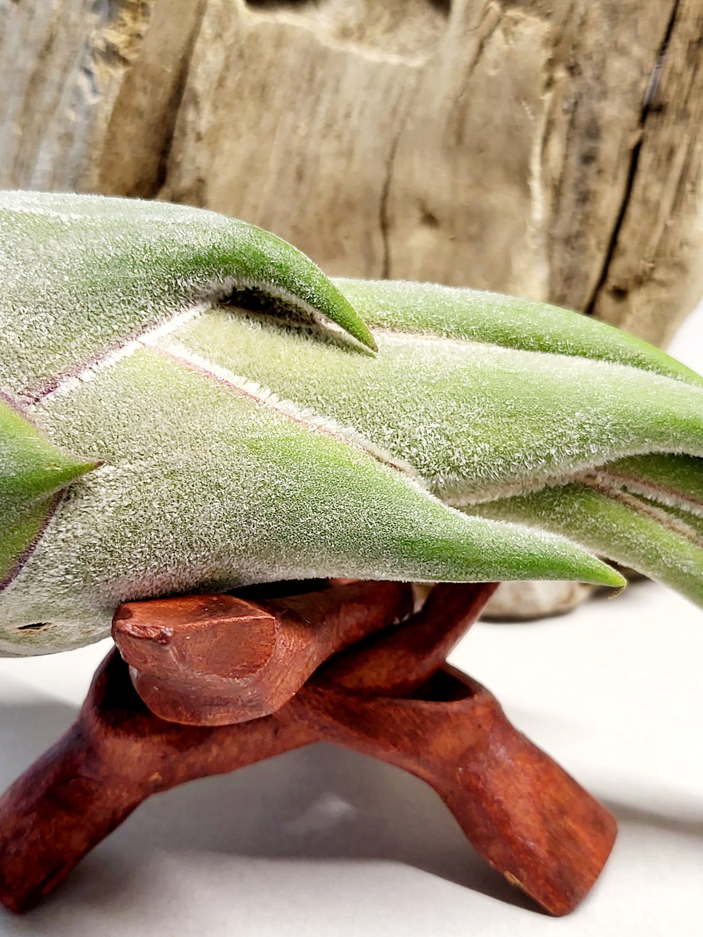 Tillandsia Seleriana Air Plant