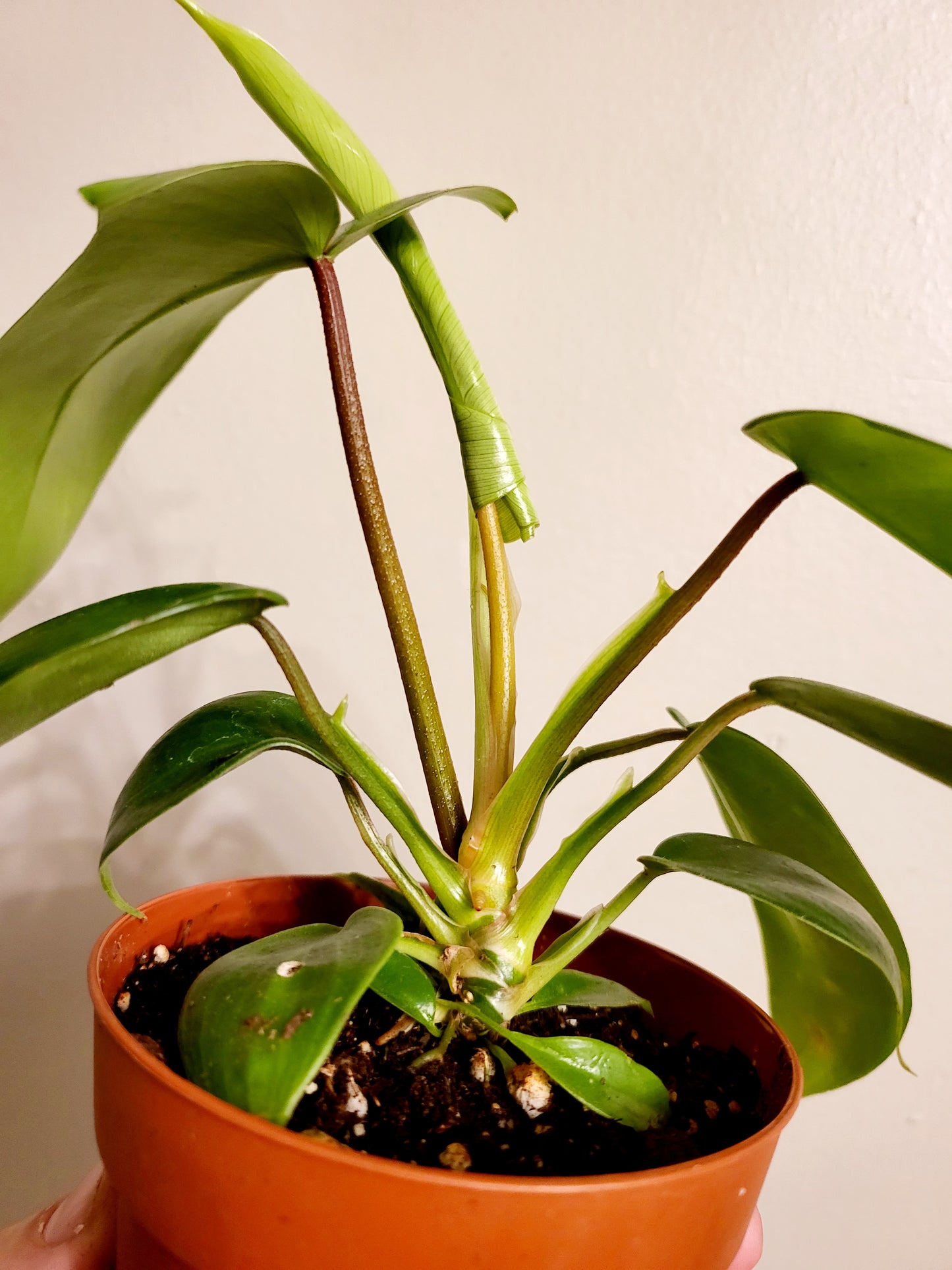 Philodendron Florida Green