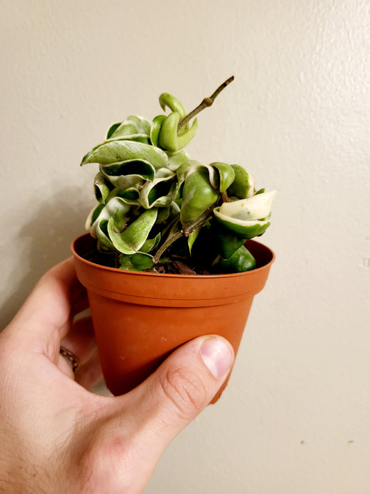 Hoya carnosa compacta Variegated Rope 4"
