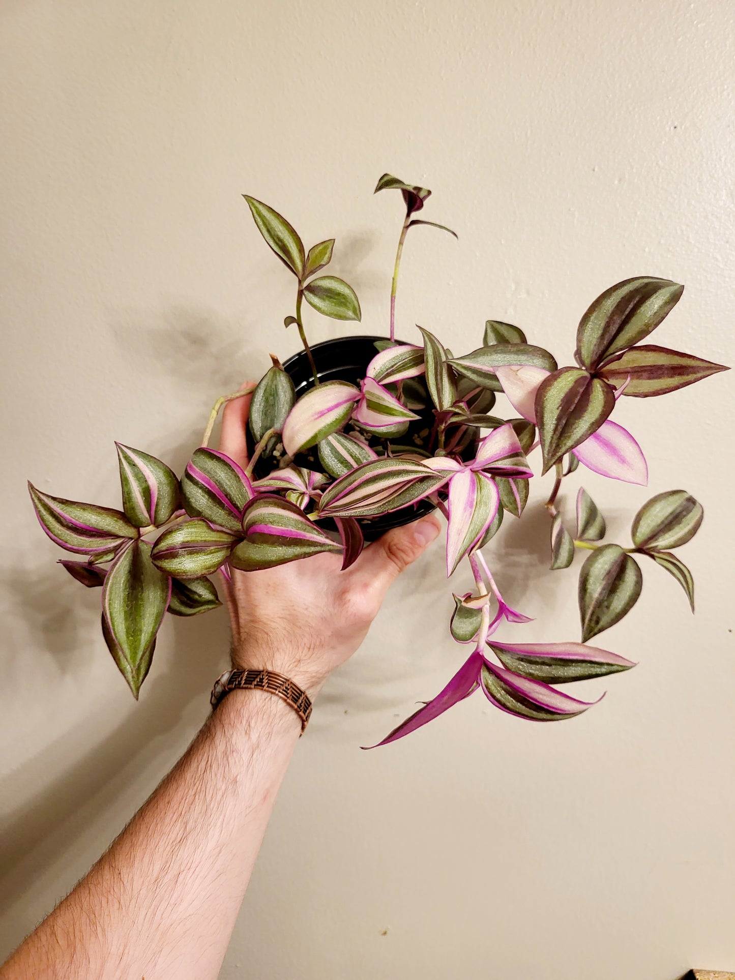 Tradescantia Quadricolor 4"