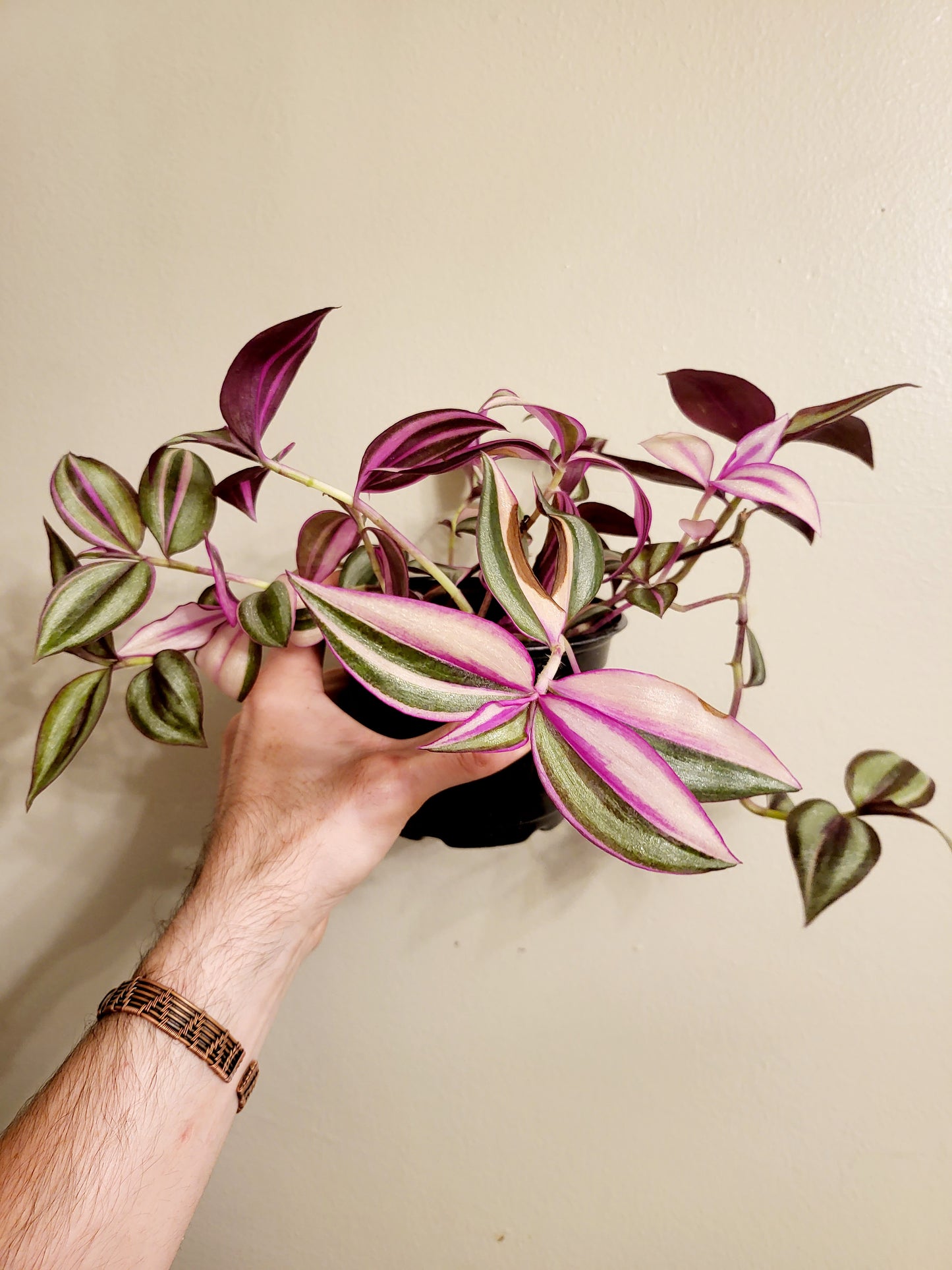 Tradescantia Quadricolor 4"